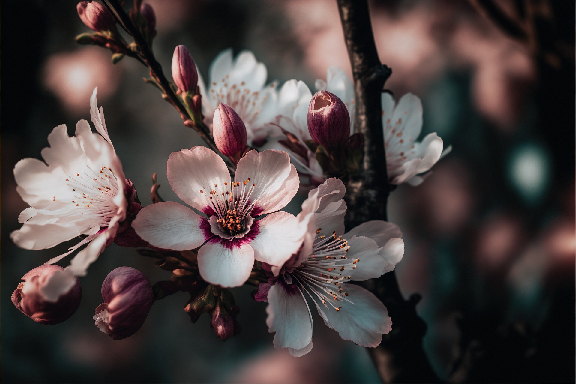 AI generated image cherry blossom